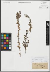 Foto von Salix repens L.
